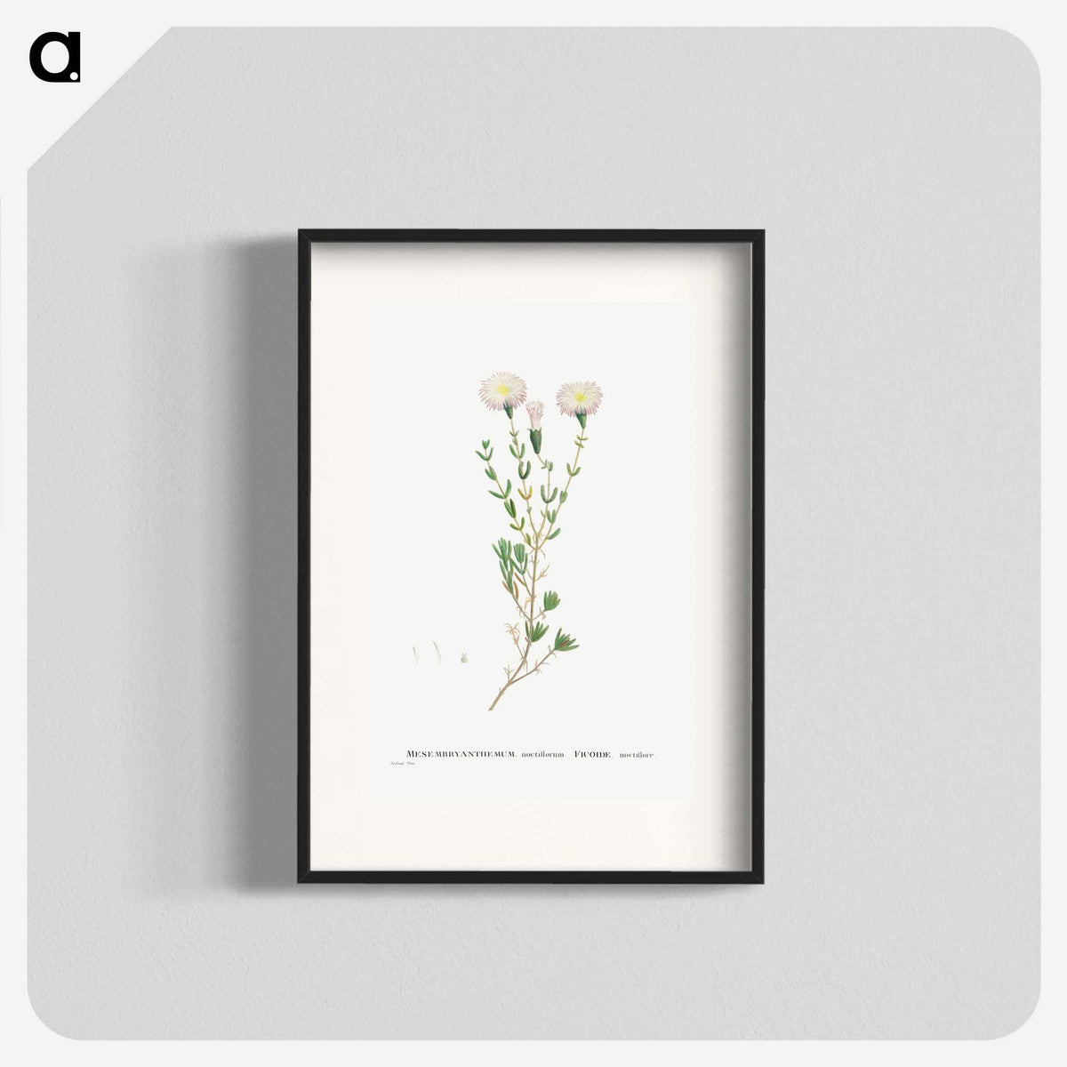 1-72_Histoire-des-Plantes-Grasses_blk