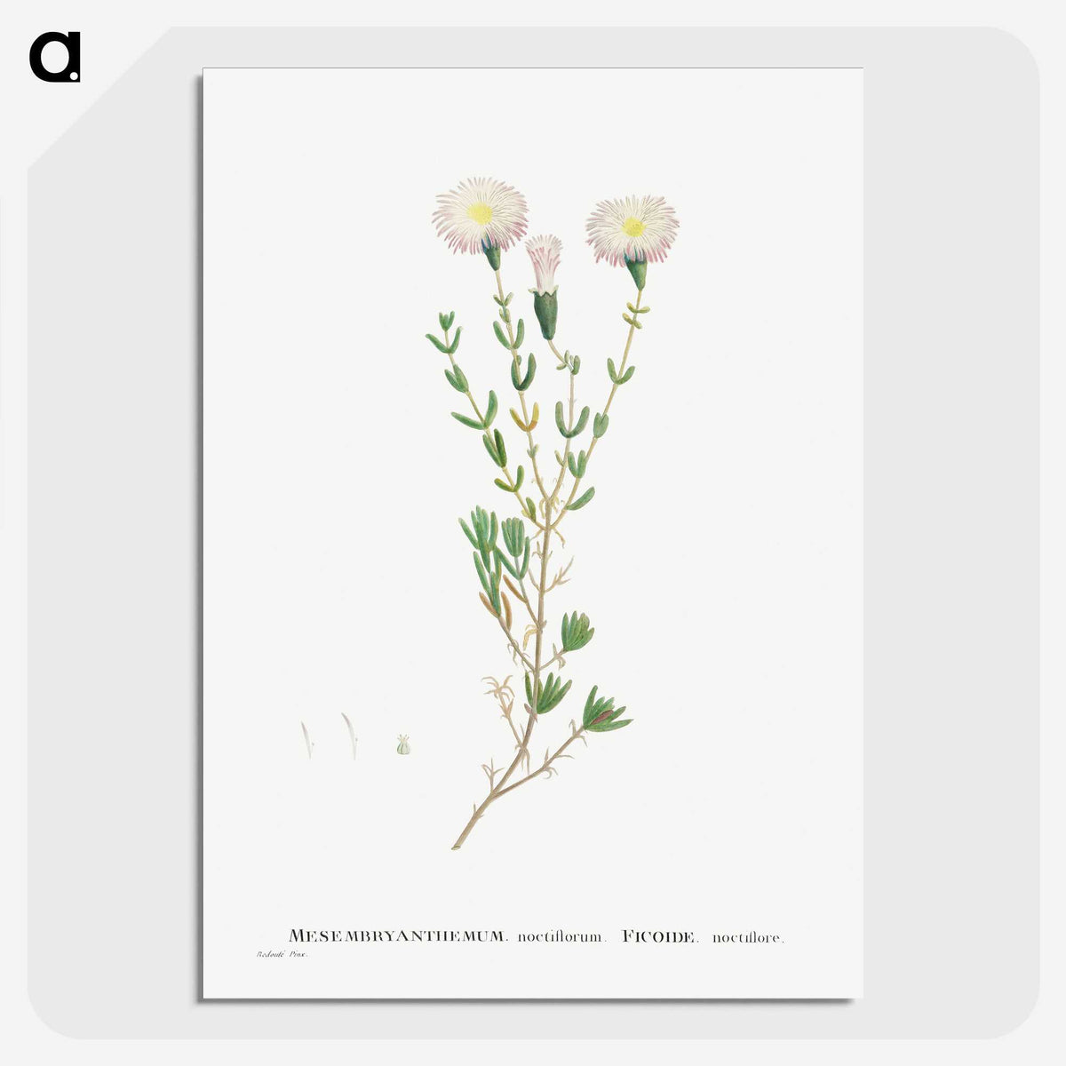 1-72_Histoire-des-Plantes-Grasses_picture-crop