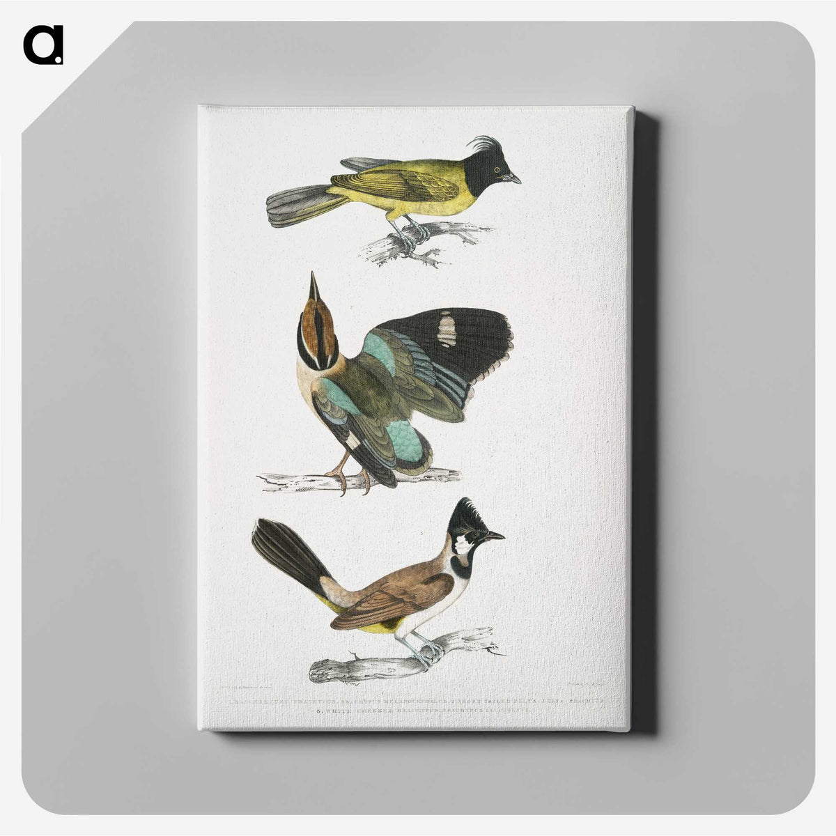 1-72_Indian-Zoology_canvas