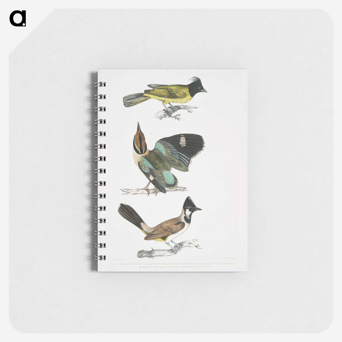 1-72_Indian-Zoology_memo