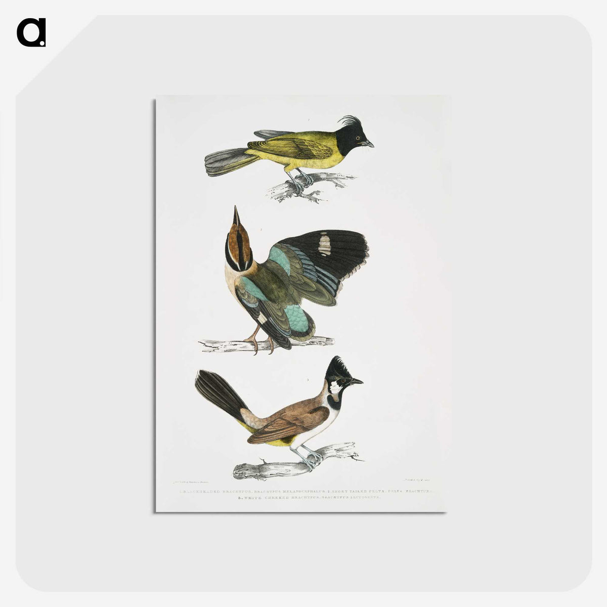 1-72_Indian-Zoology_postcard