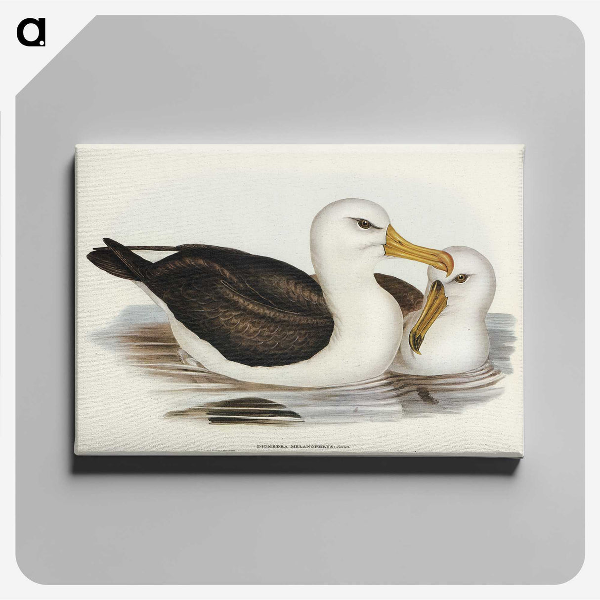 1-72_John-Gould_canvas