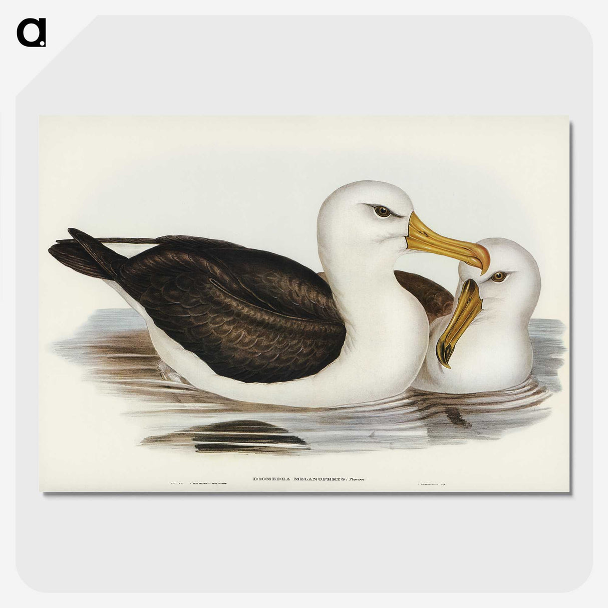 1-72_John-Gould_picture-crop