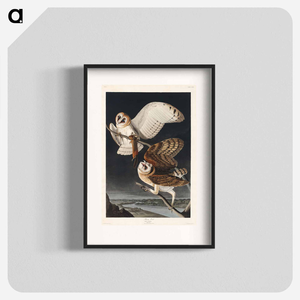 アートポスター-Barn Owl
- ジョン ジェームス オーデュボン Poster.