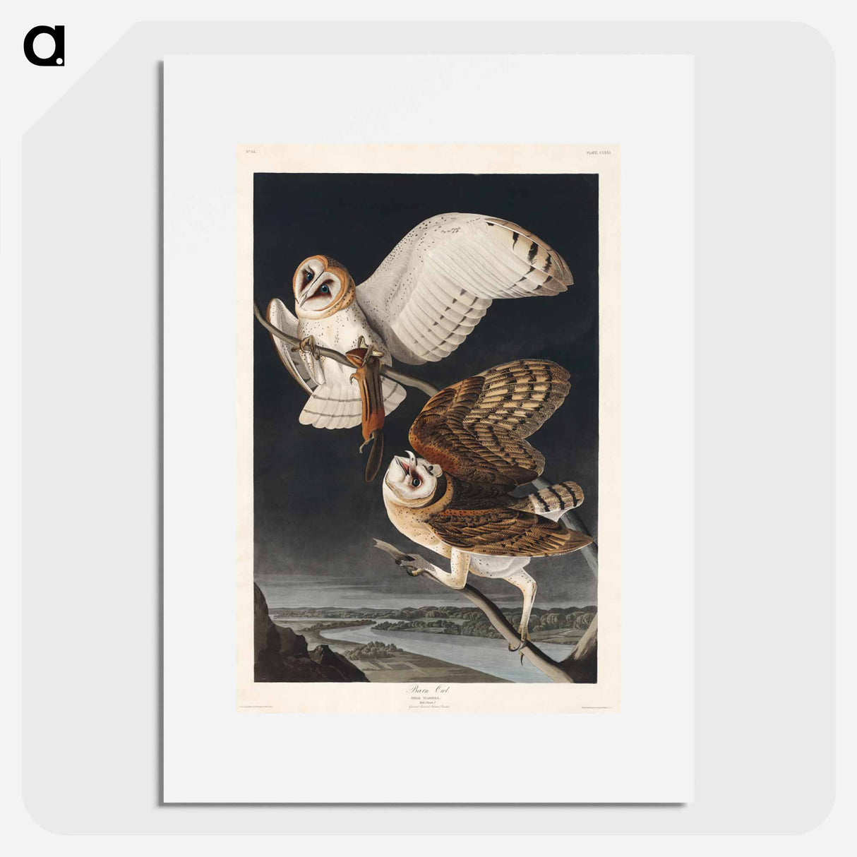 アートポスター-Barn Owl
- ジョン ジェームス オーデュボン Poster.