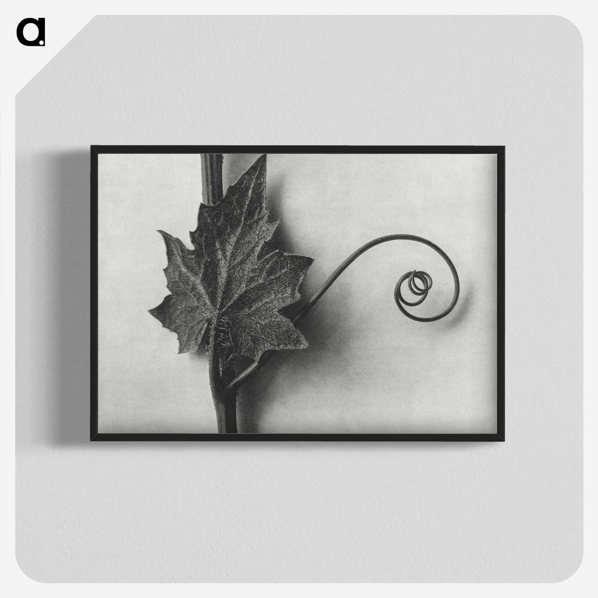 1-72_Karl-Blossfeldt_blk-crop