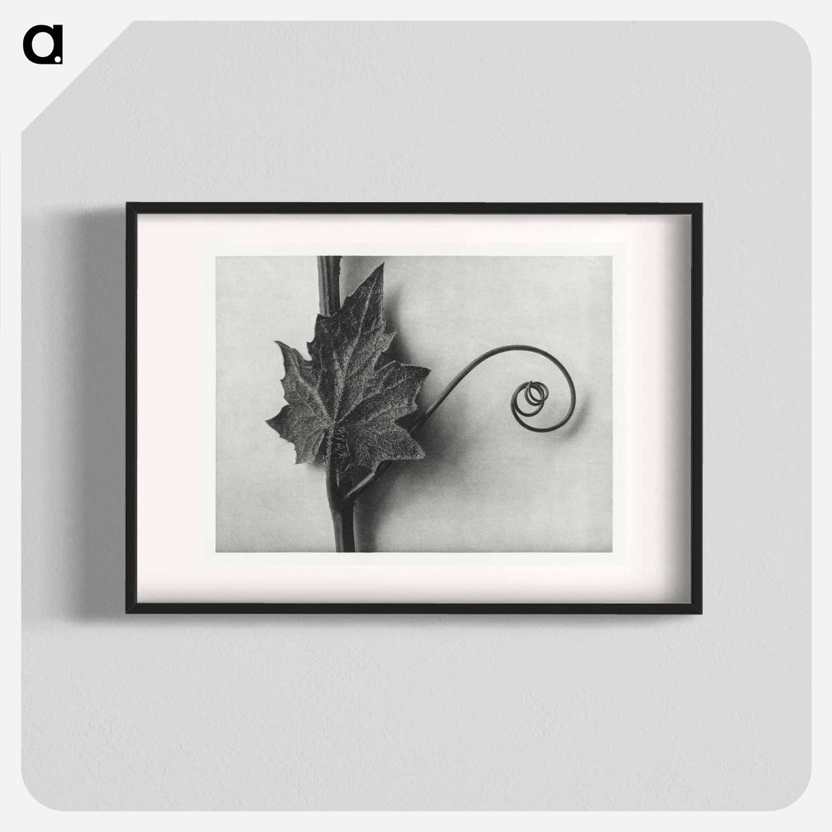 Bryonia Alba - カール ブロスフェルト Poster.