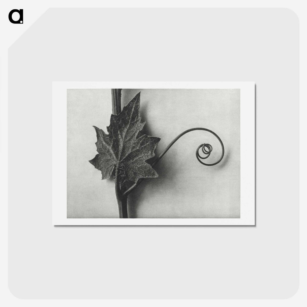 1-72_Karl-Blossfeldt_hagaki
