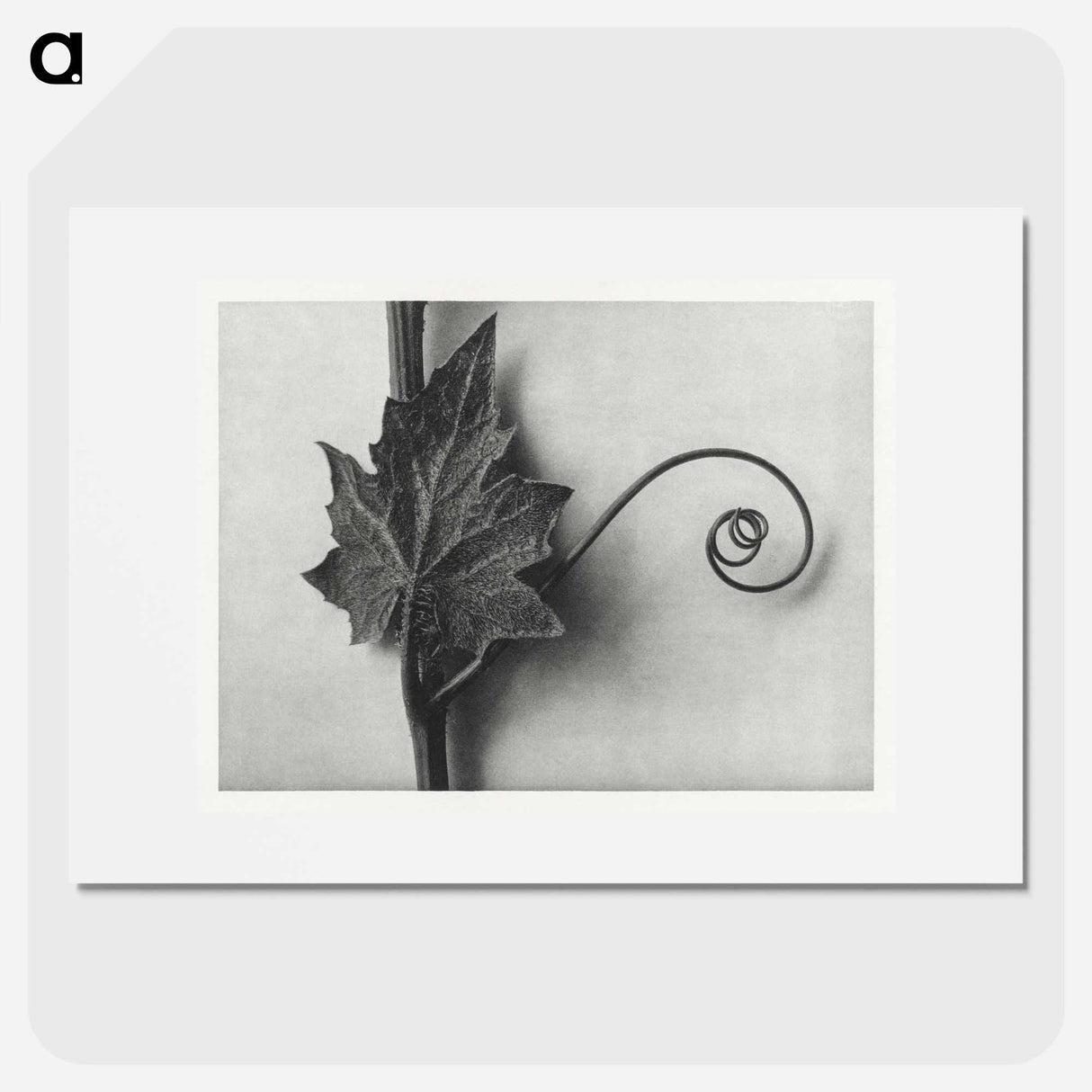 Bryonia Alba - カール ブロスフェルト Poster.