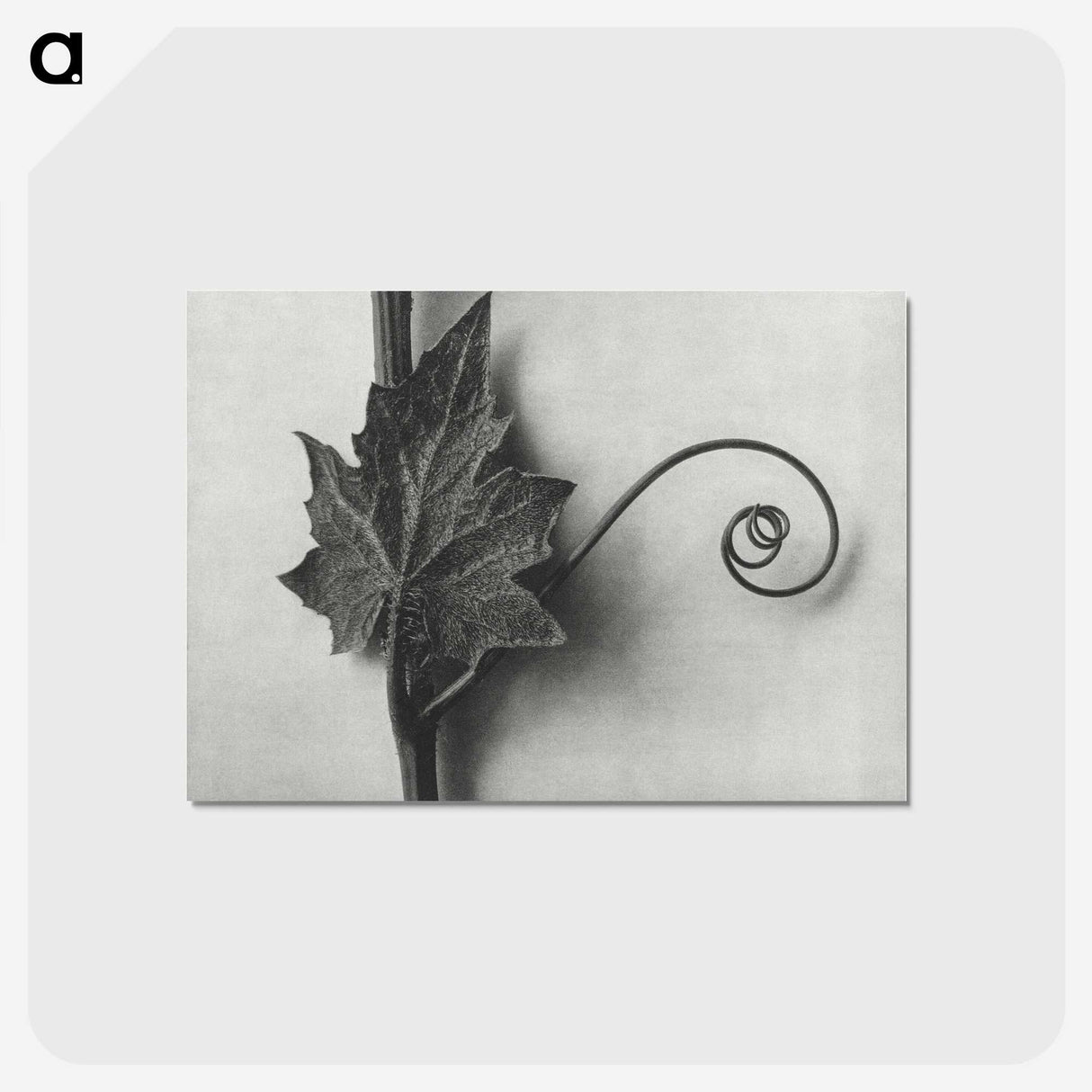 1-72_Karl-Blossfeldt_postcard