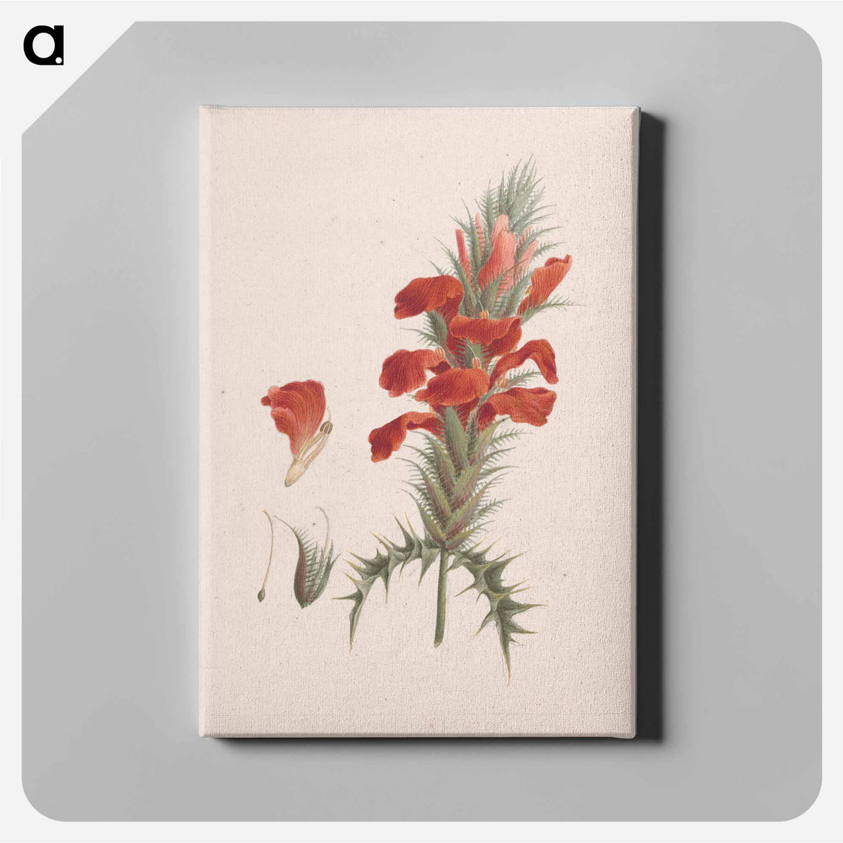 アートパネル-Acanthus Sennii Chiov.
- ルイージ バルガーニ Canvas.