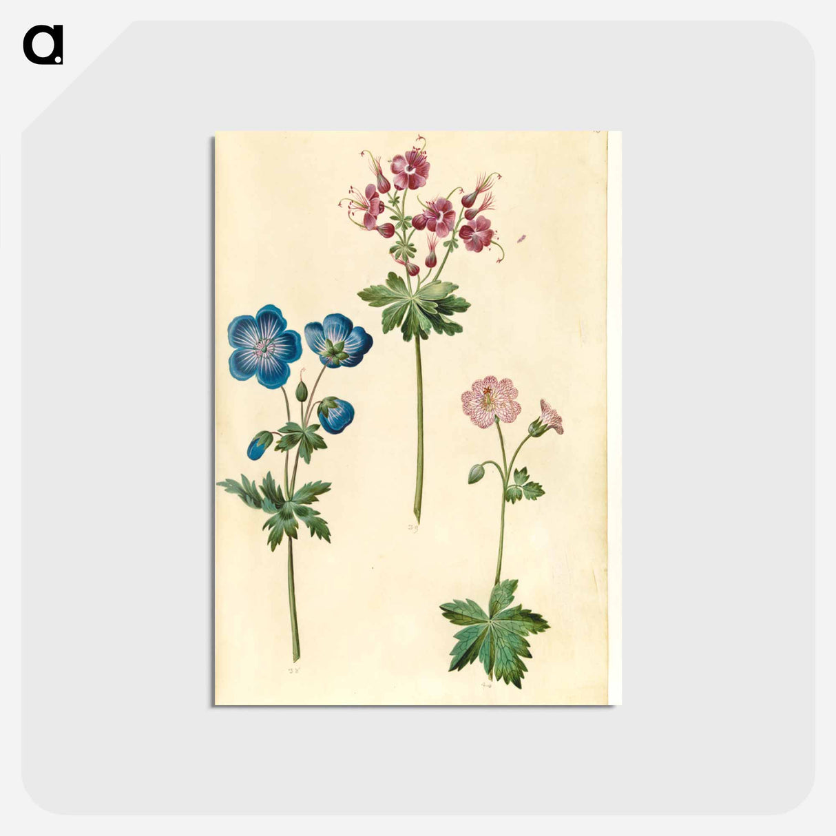 アートポストカード-Geraniums
- マリア ジビーラ メーリアン Postcard.