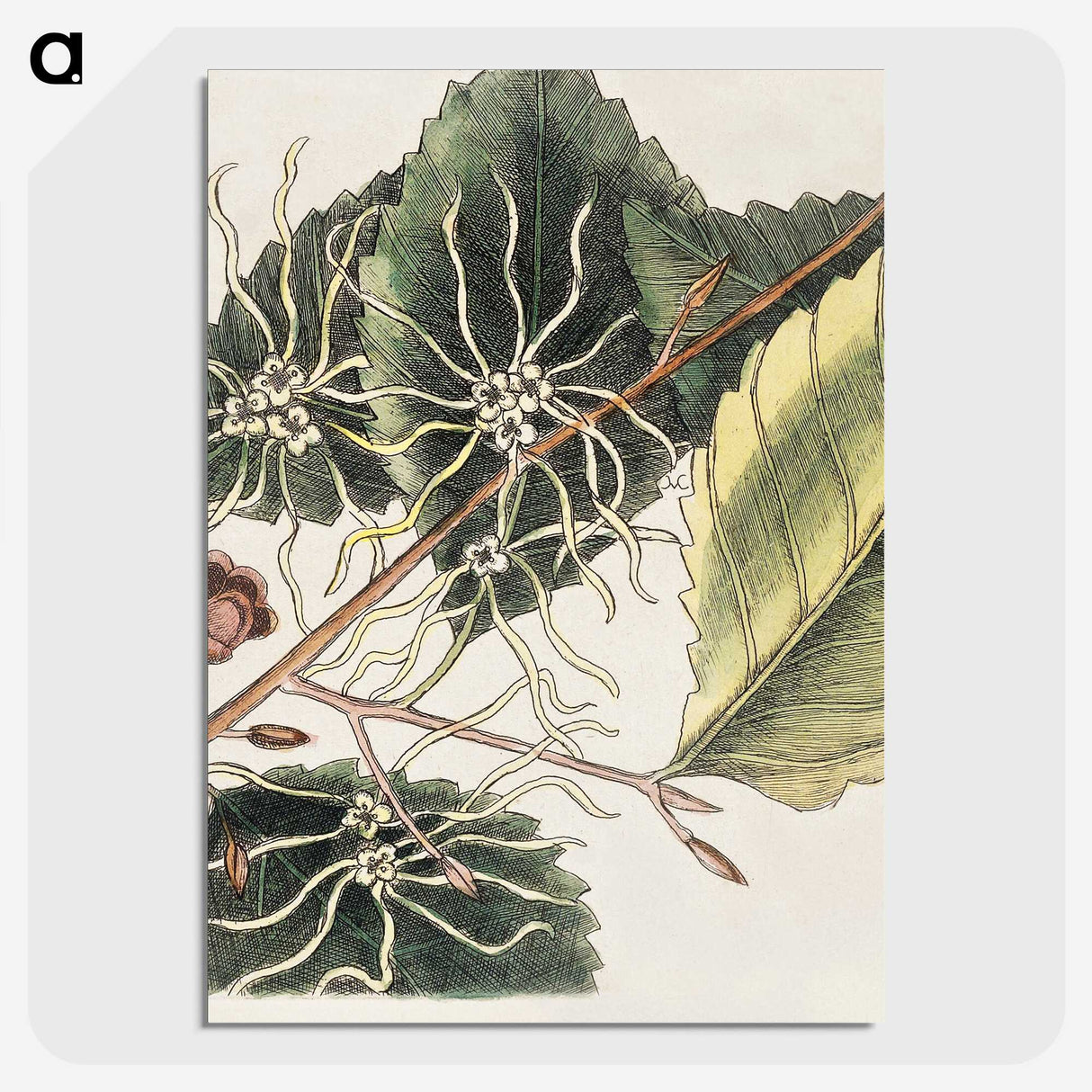 1-72_Mark-Catesby_picture-crop