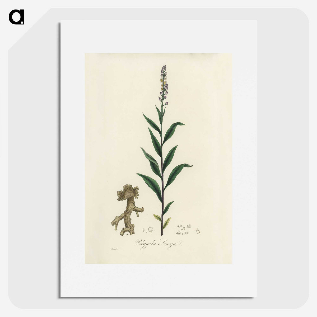 1-72_Medical-Botany_picture