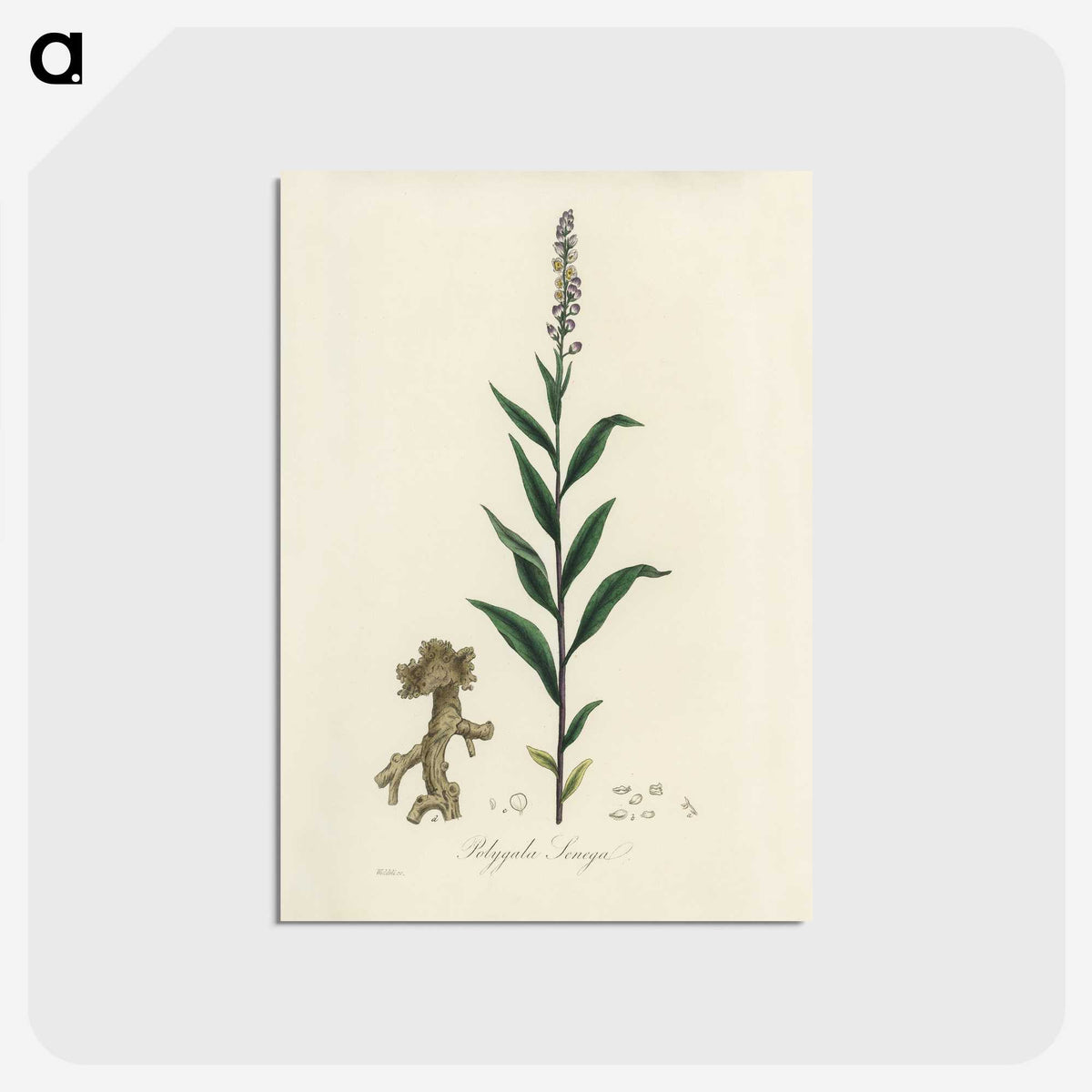 1-72_Medical-Botany_postcard