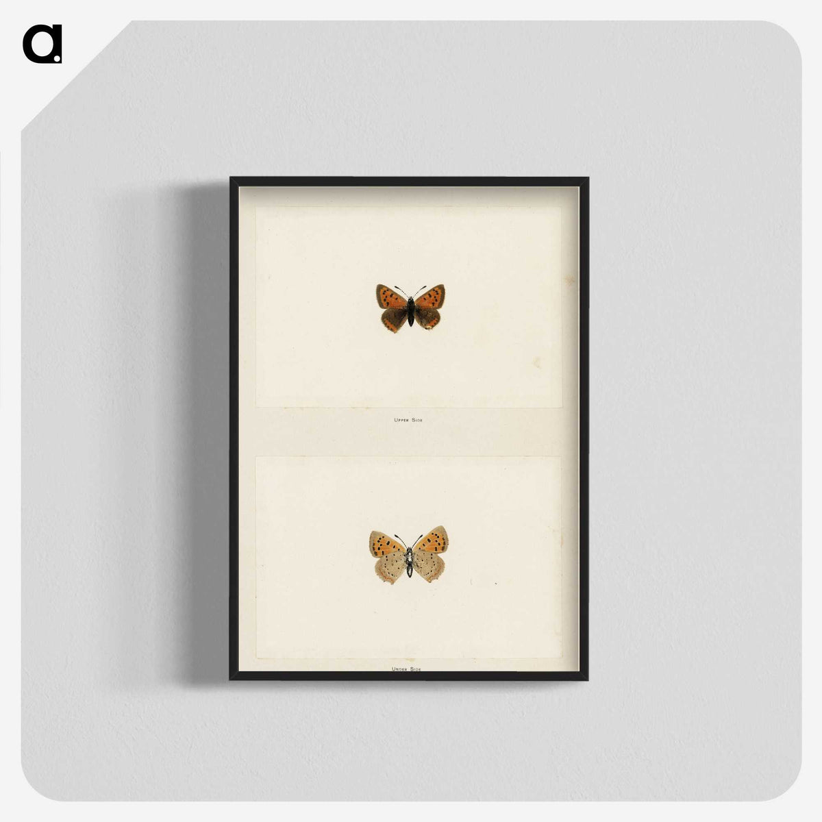 1-72_Moths-and-Butterflies-of-the-United-States_blk-crop