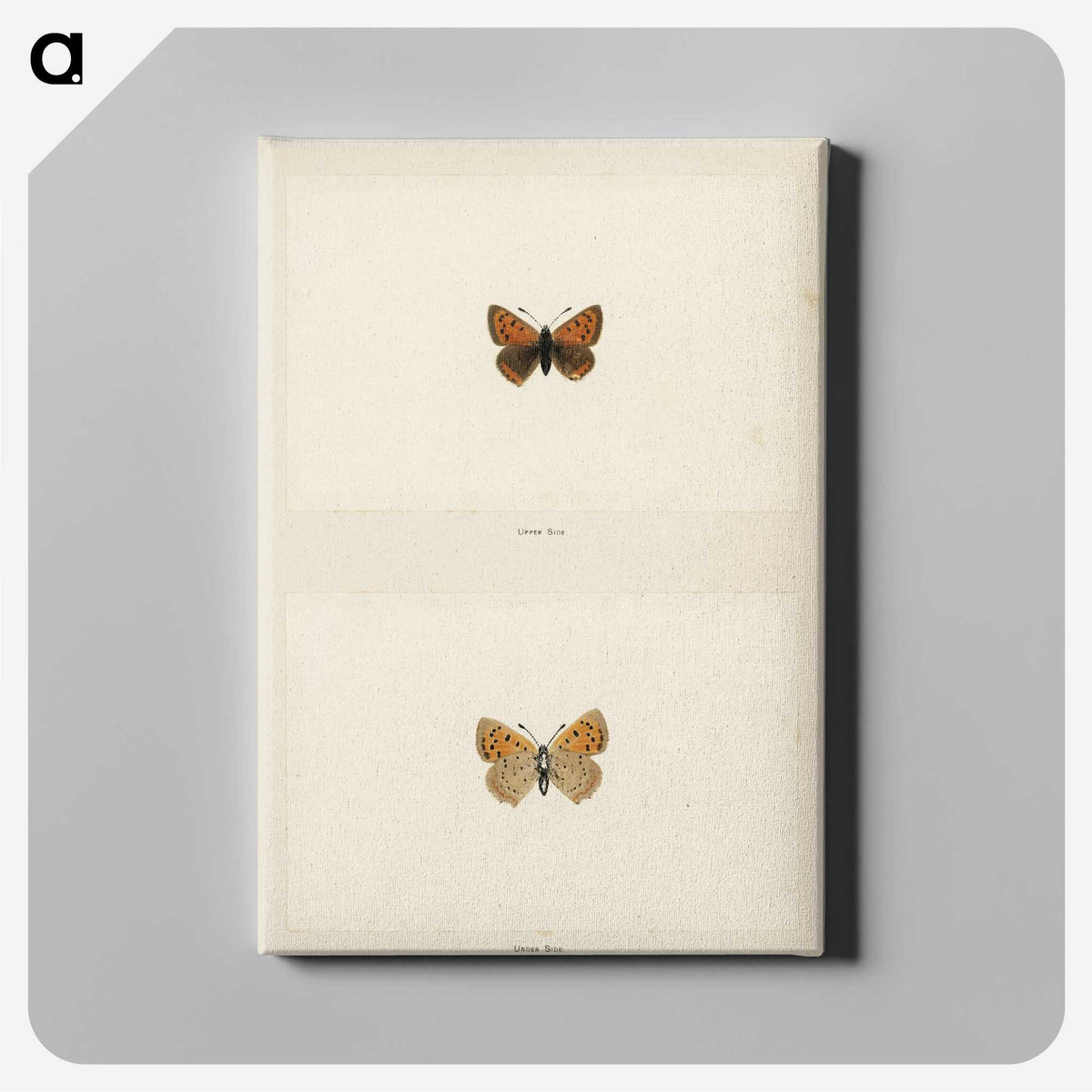 1-72_Moths-and-Butterflies-of-the-United-States_canvas