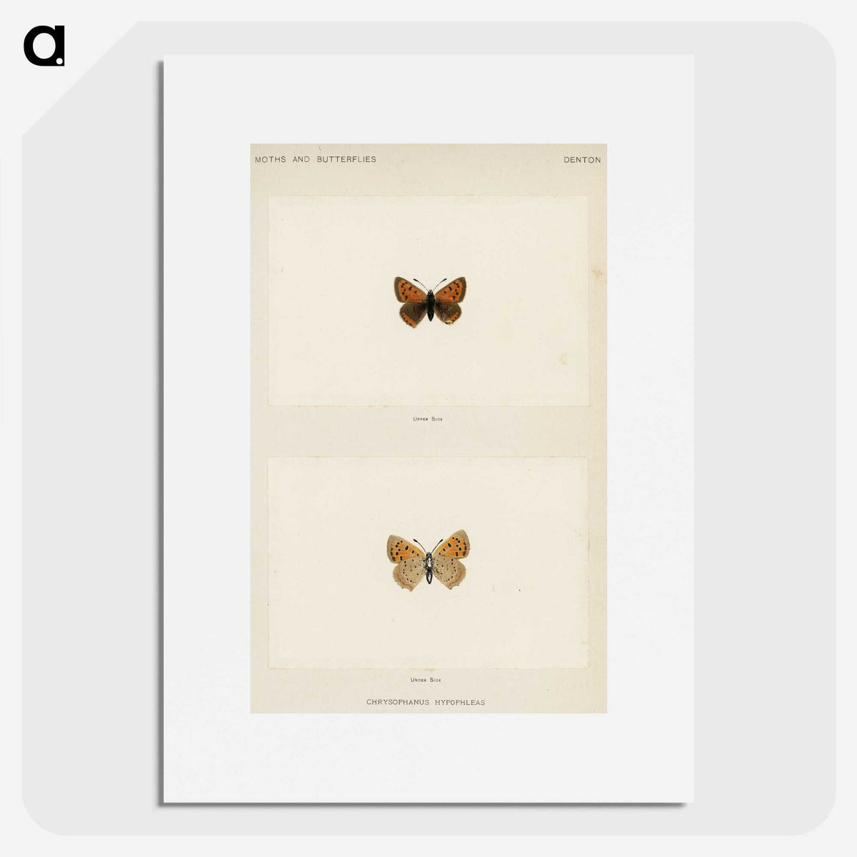 1-72_Moths-and-Butterflies-of-the-United-States_picture