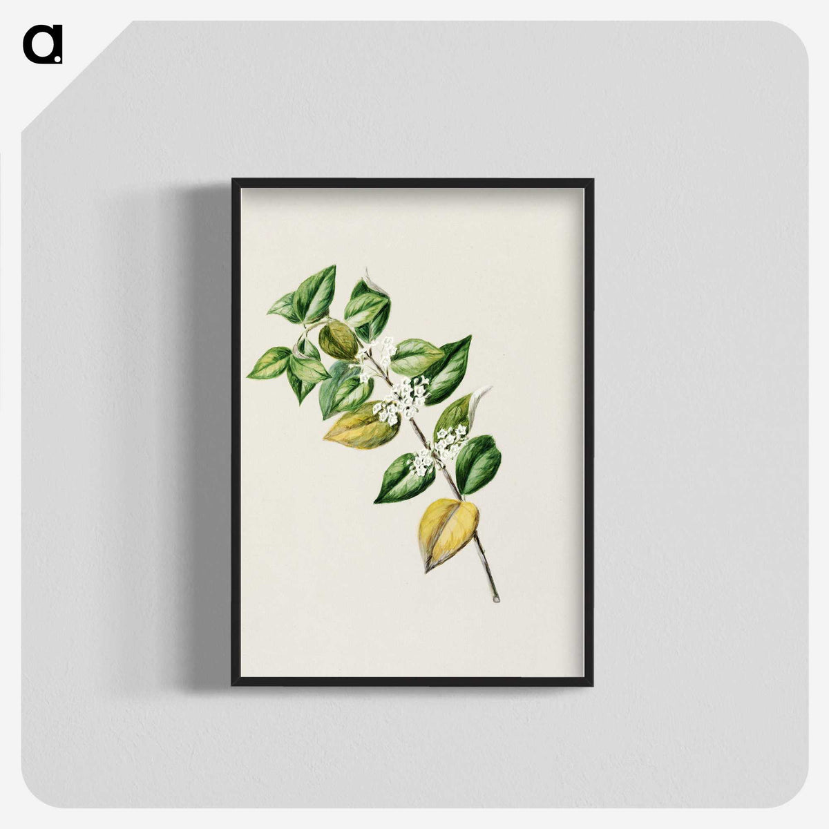 1-72_Native-Flowering-Plants-of-New-Zealand_blk-crop