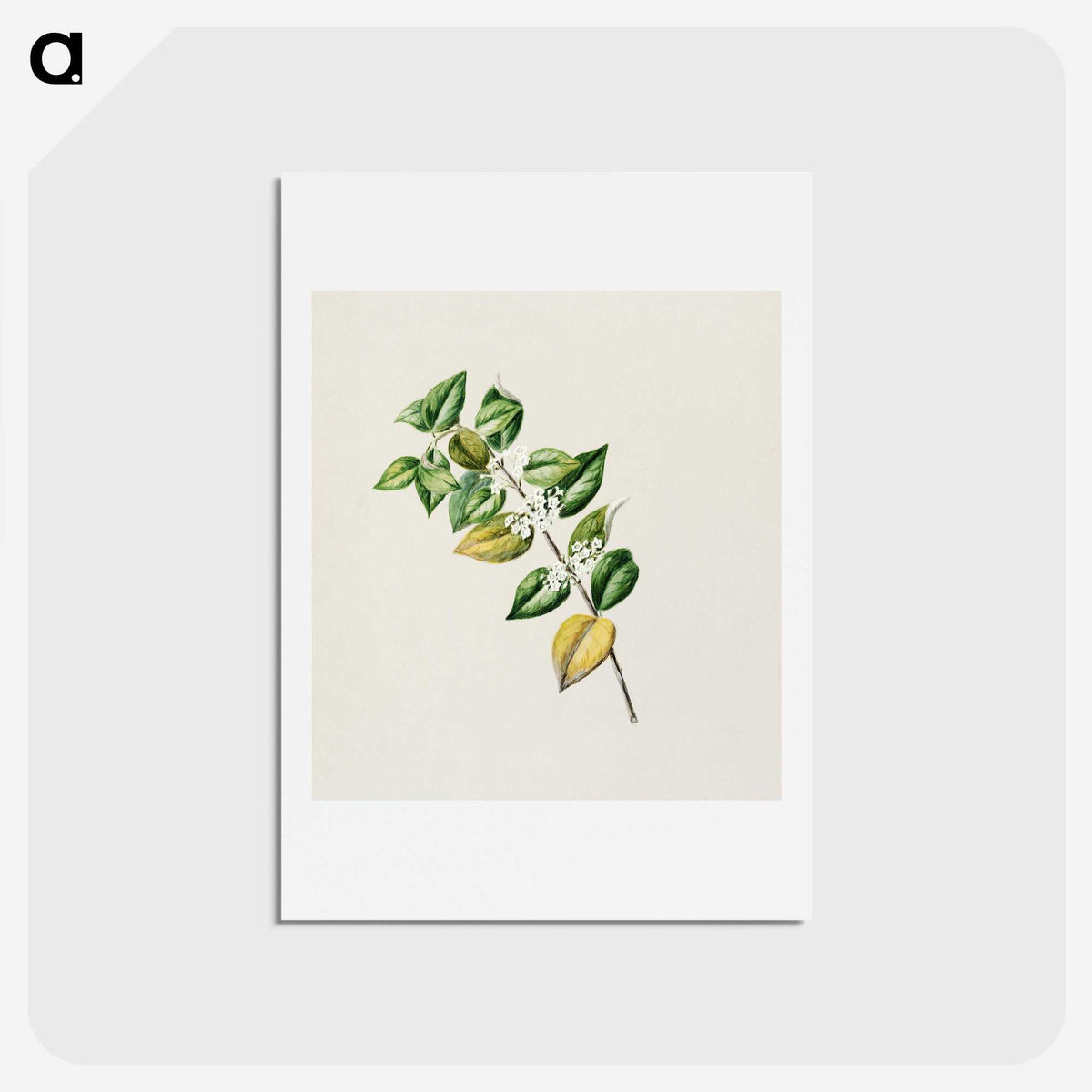1-72_Native-Flowering-Plants-of-New-Zealand_hagaki