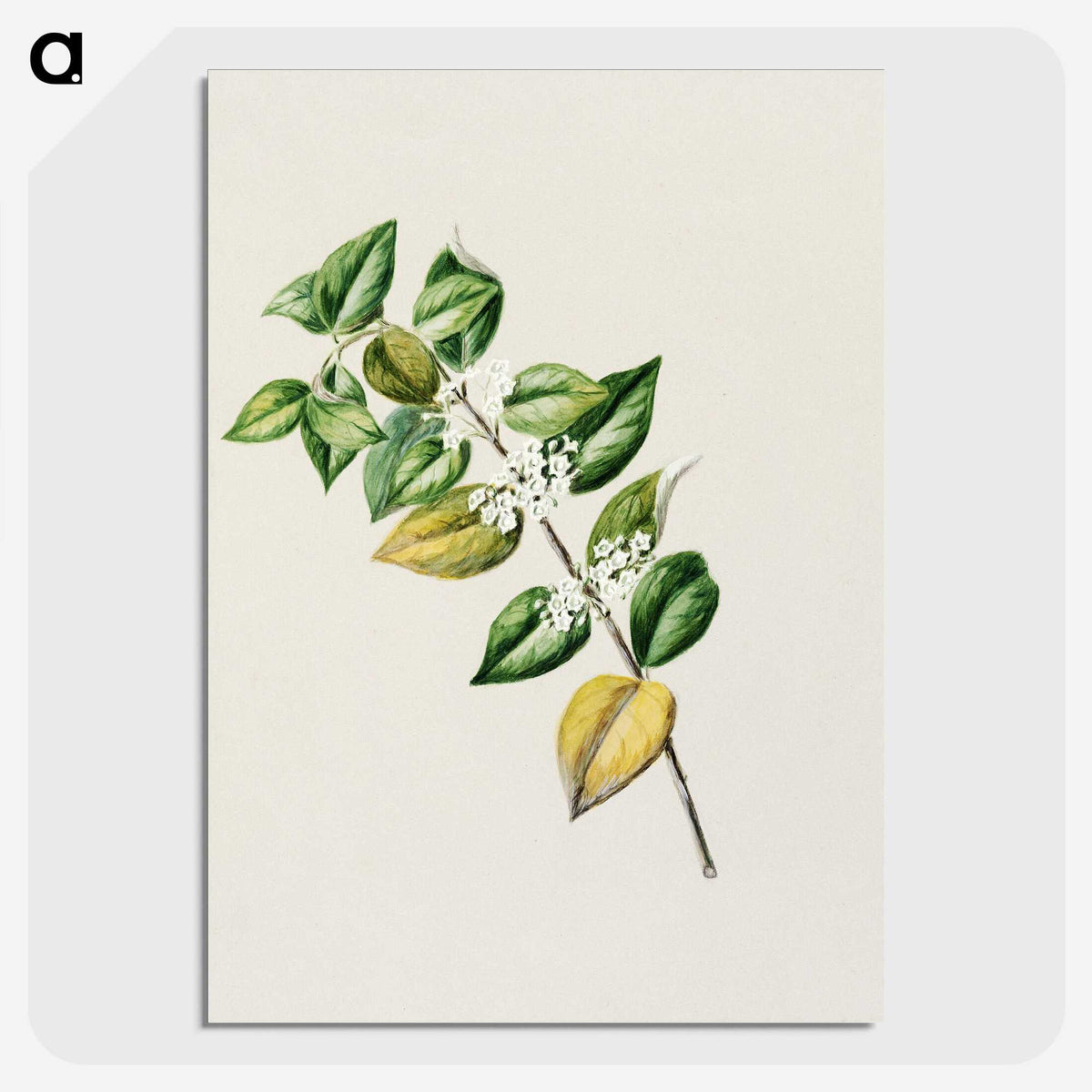 1-72_Native-Flowering-Plants-of-New-Zealand_picture-crop