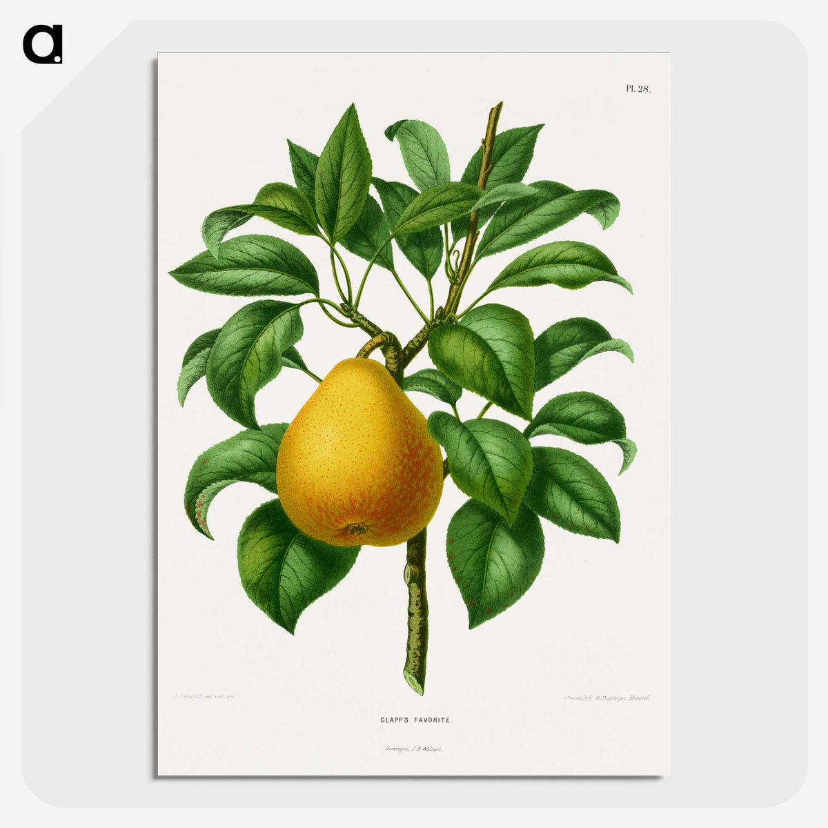 1-72_Nederlandsche-Flora-en-Pomona_picture-crop