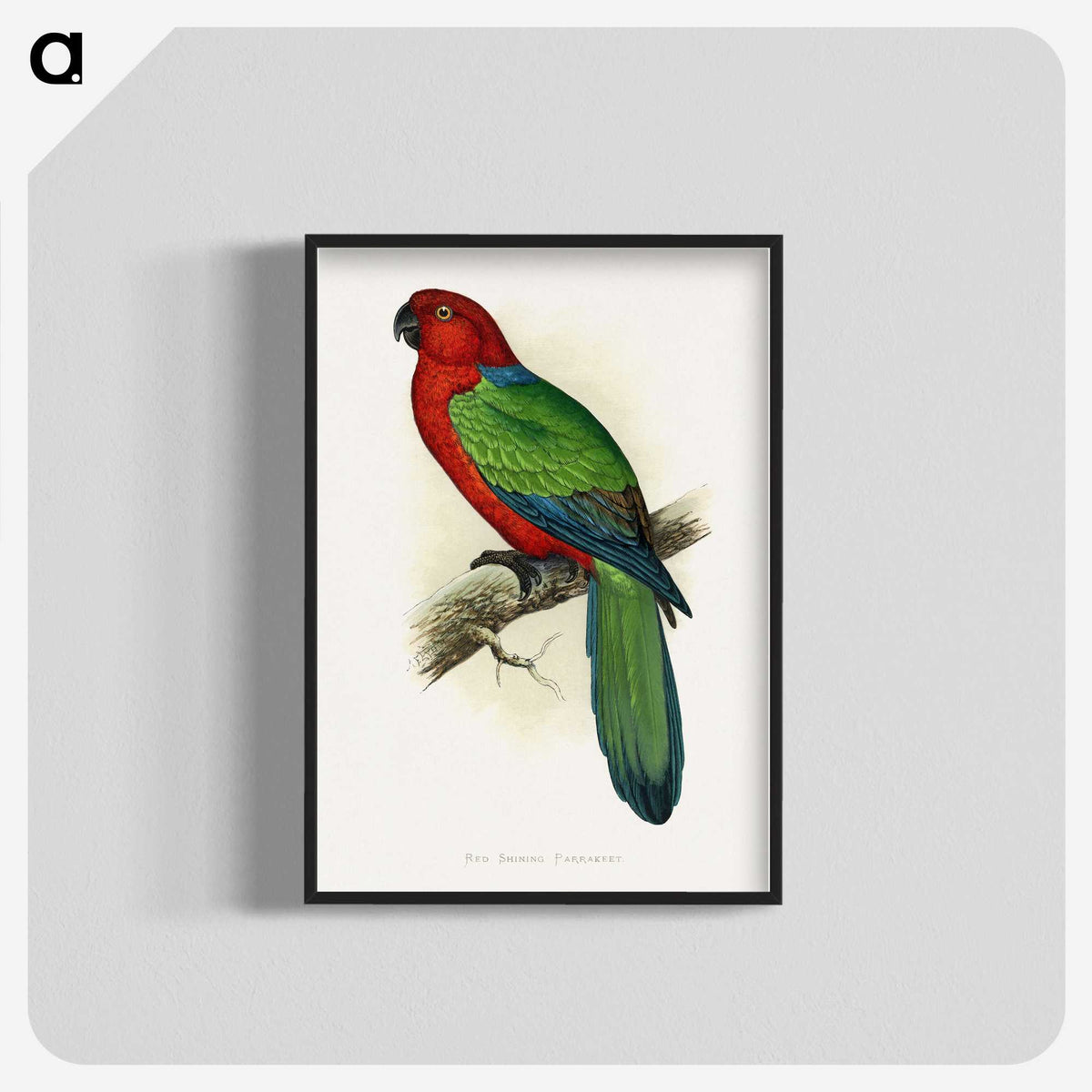 1-72_Parrots-in-Captivity_blk-crop