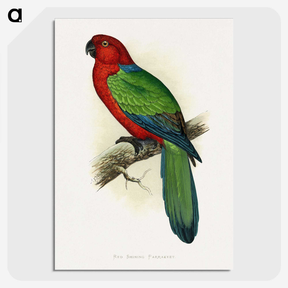 1-72_Parrots-in-Captivity_picture-crop