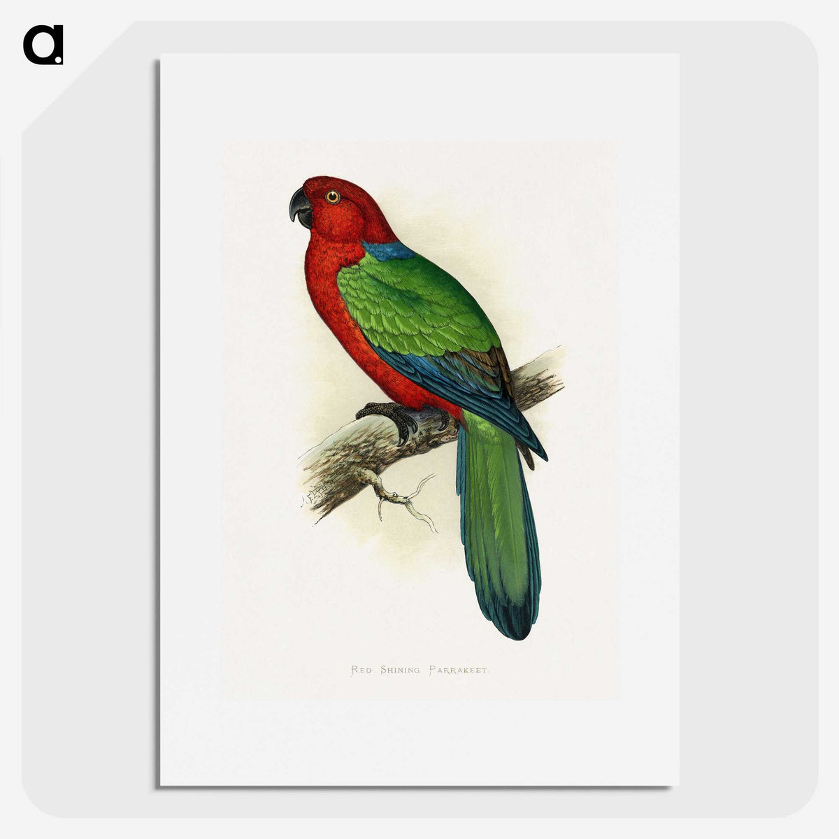 1-72_Parrots-in-Captivity_picture