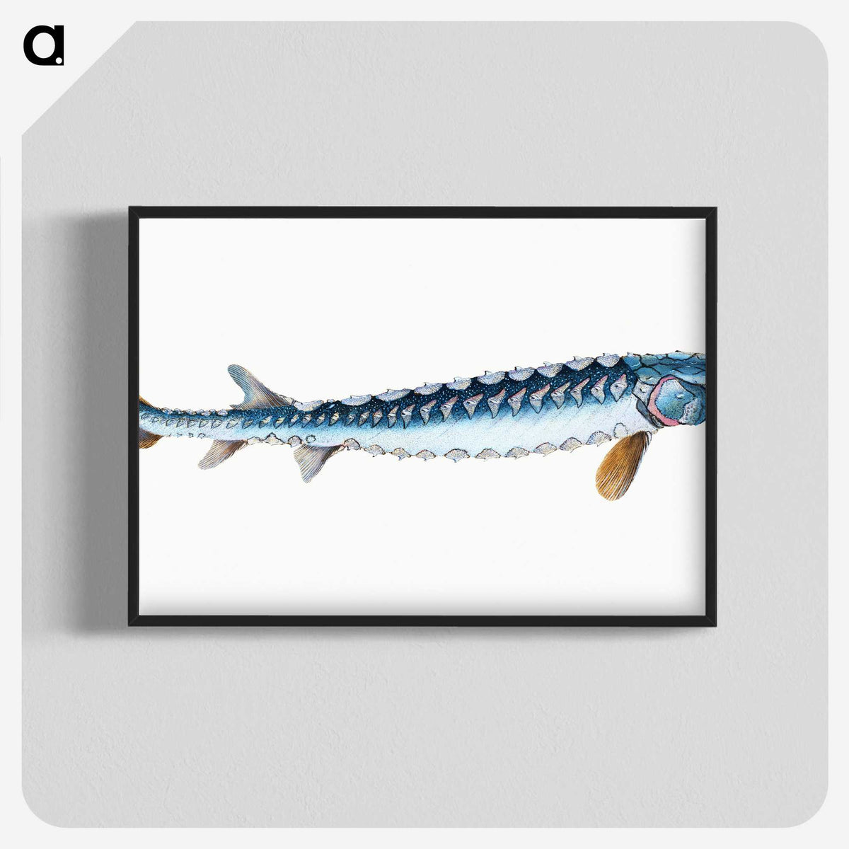 1-72_The-Natural-History-of-British-Fishes_blk-crop