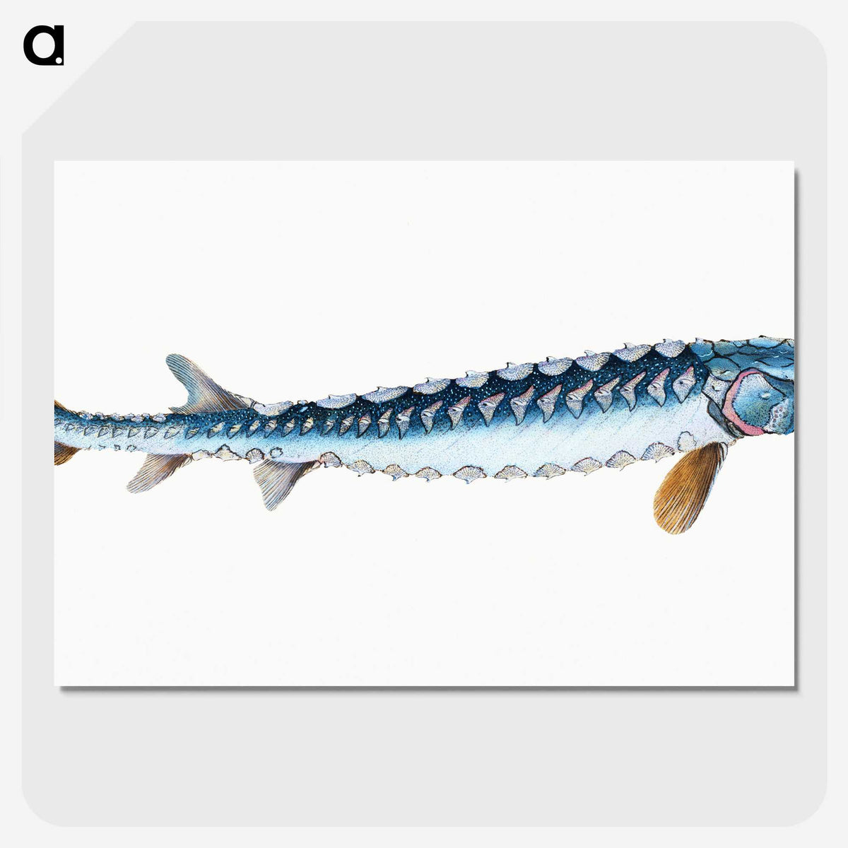 1-72_The-Natural-History-of-British-Fishes_picture-crop