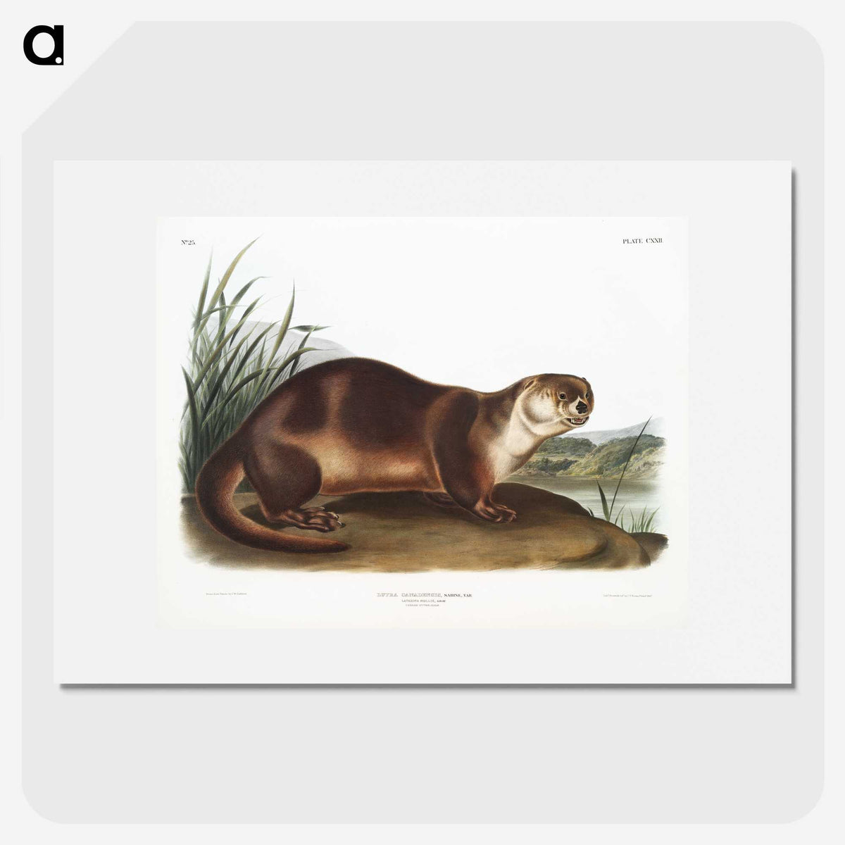 1-72_The-Viviparous-Quadrupeds_picture