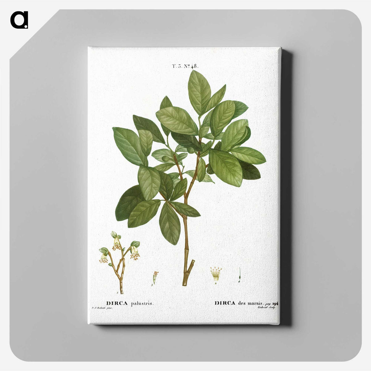 1-72_Treatise-on-Trees-and-Shrubs_canvas