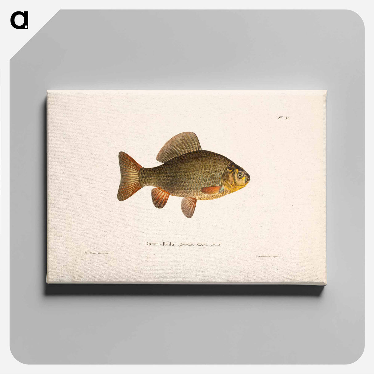 Pond crucian carp - Wilhelm von Wright Canvas.