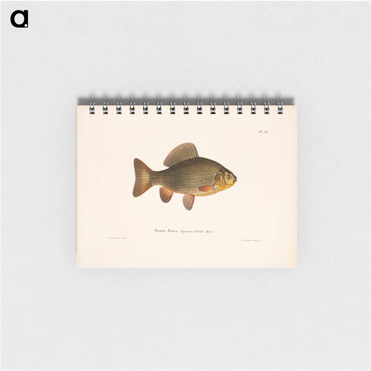 Pond crucian carp - ヴィルヘルム フォン ライト Memo.