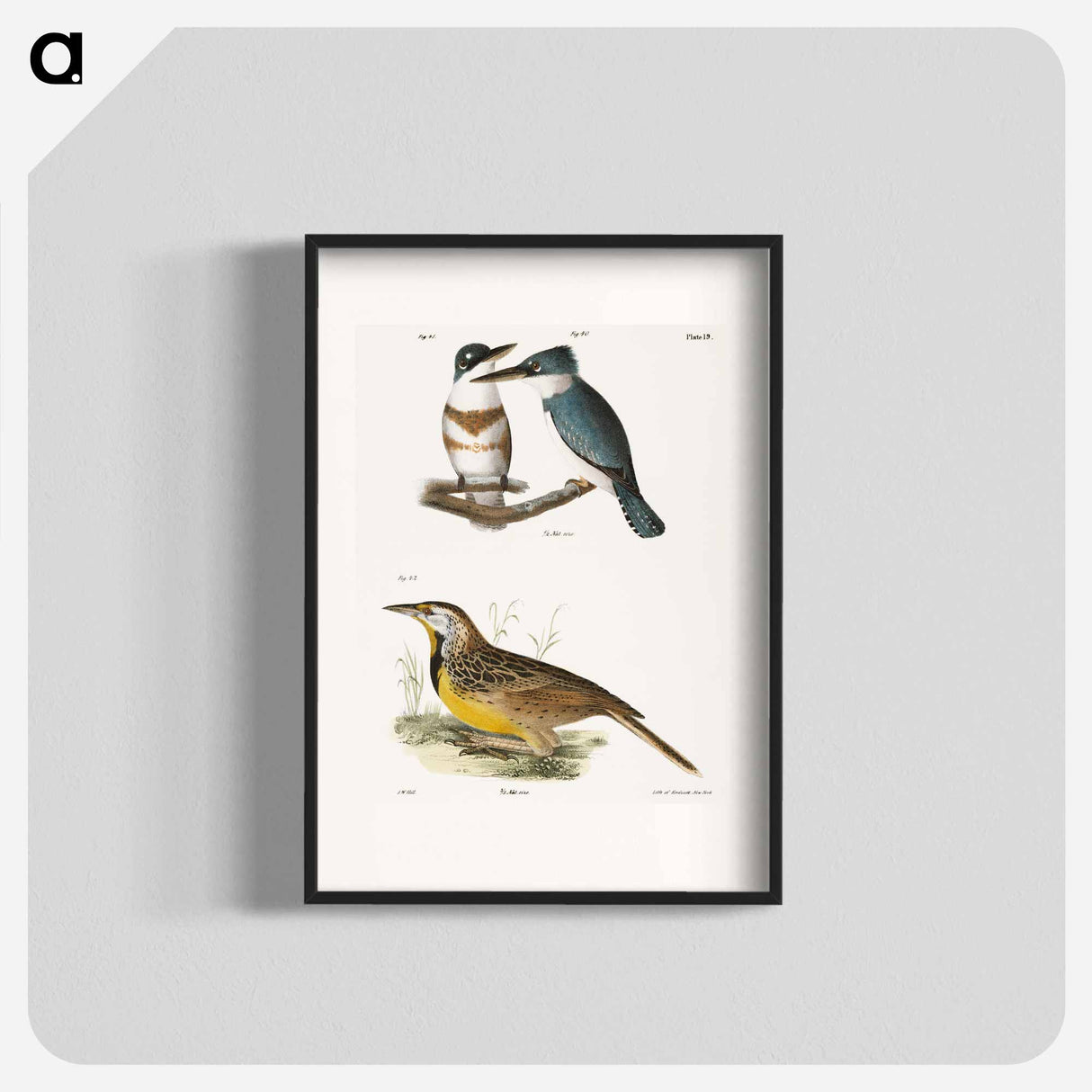 The Belted Kingfisher and The Meadow Lark - ニューヨークの動物学 Poster.