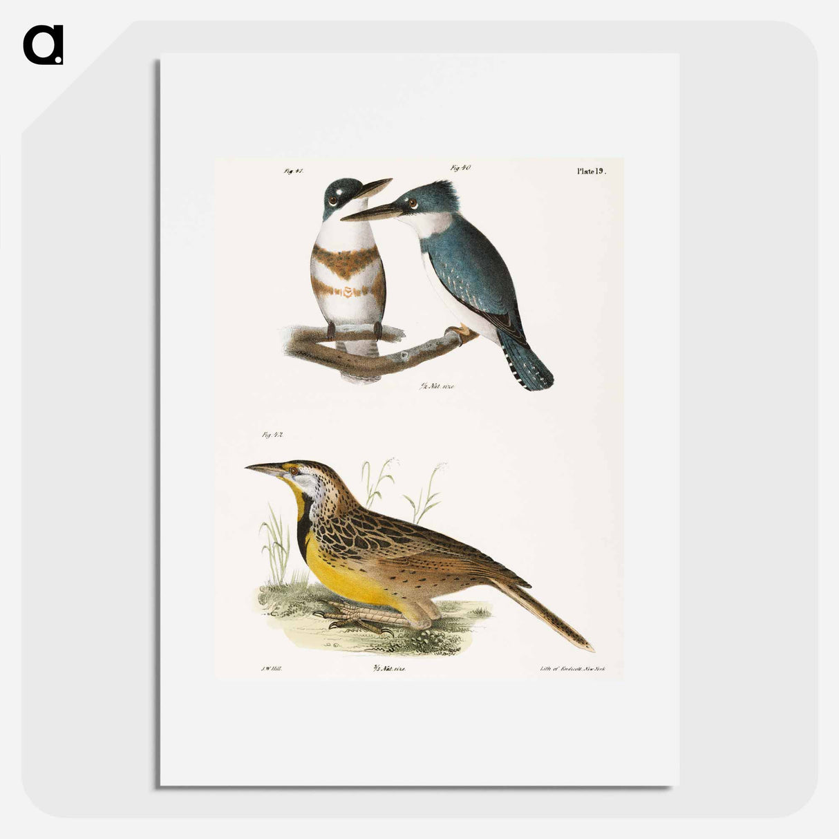 The Belted Kingfisher and The Meadow Lark - ニューヨークの動物学 Poster.