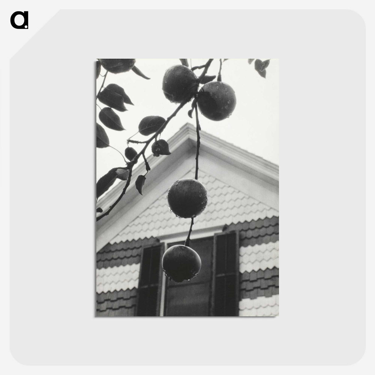 1-73_Alfred-Stieglitz_postcard