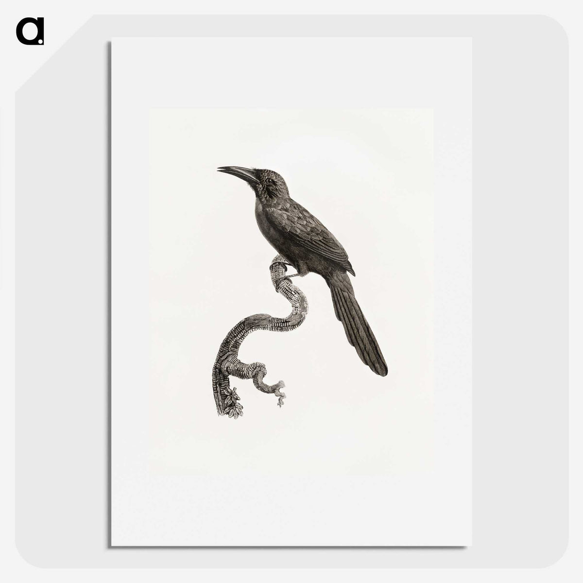 1-73_Des-Oiseaux-de-Paradis_picture
