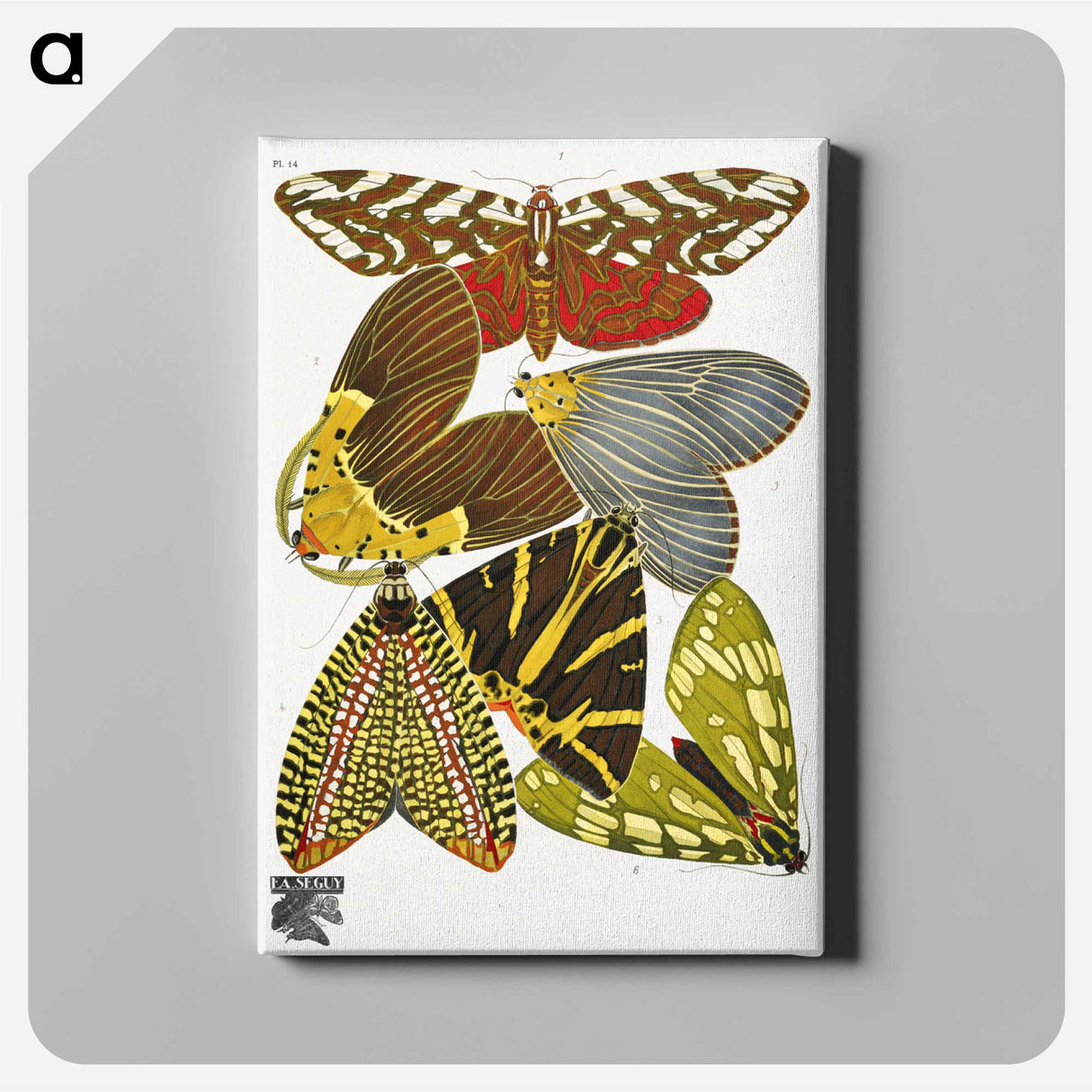E.A. Séguy's vintage butterflies - E.A.セギー Canvas.