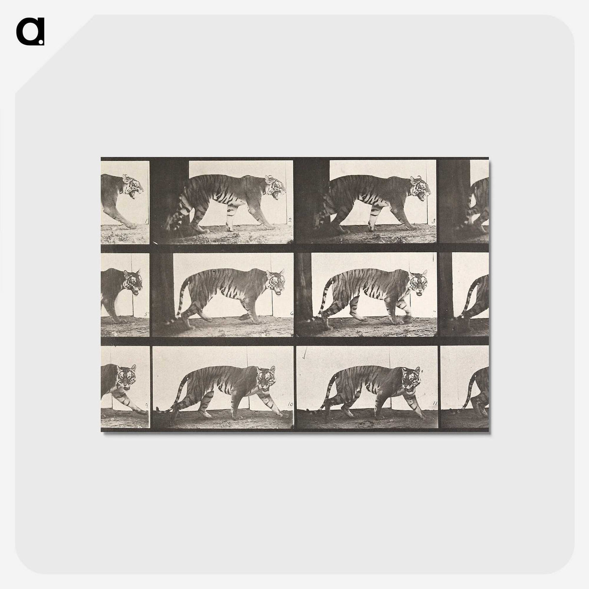 1-73_Eadweard-Muybridge_postcard