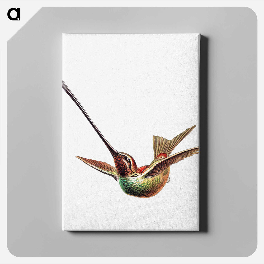 Colorful vintage hummingbird illustration - エルンスト ヘッケル Canvas.