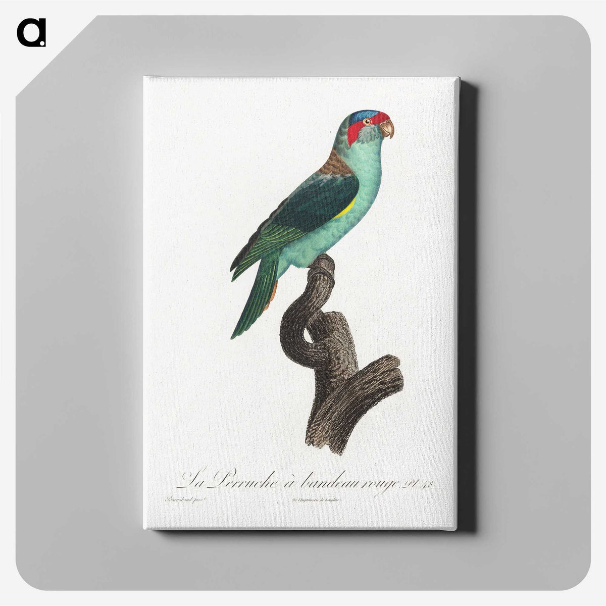 1-73_Francois-Levaillant_canvas