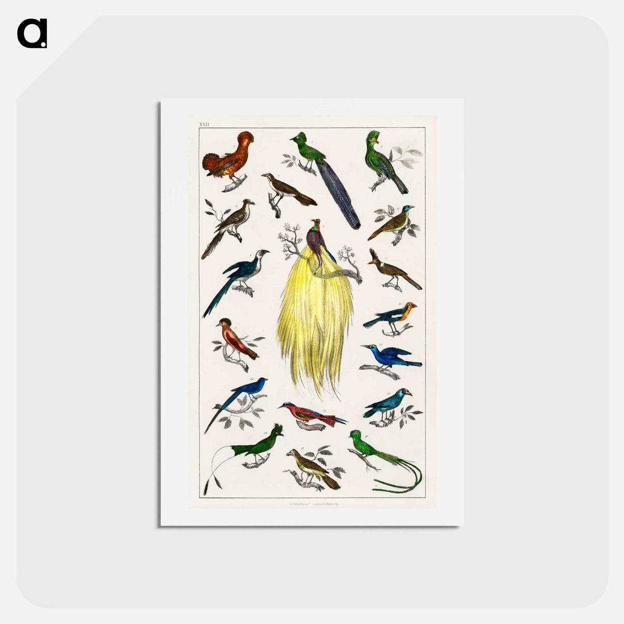 アートポストカード-Birds from Animated Nature
- ゴールドスミスの生き生きとした自然 Postcard.