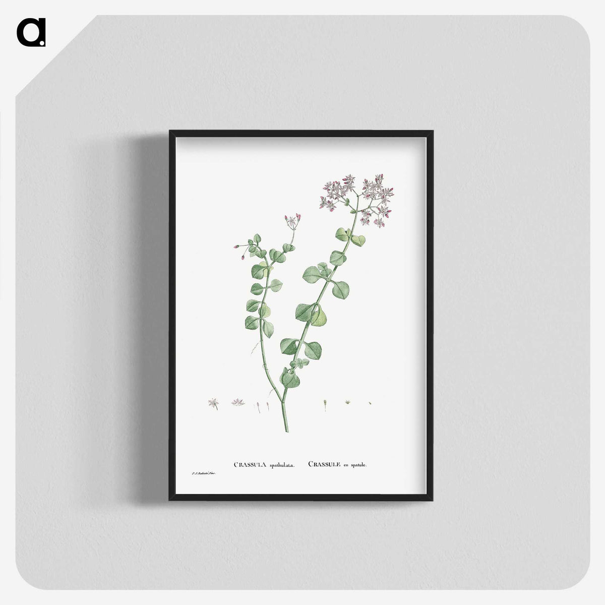 1-73_Histoire-des-Plantes-Grasses_blk-crop