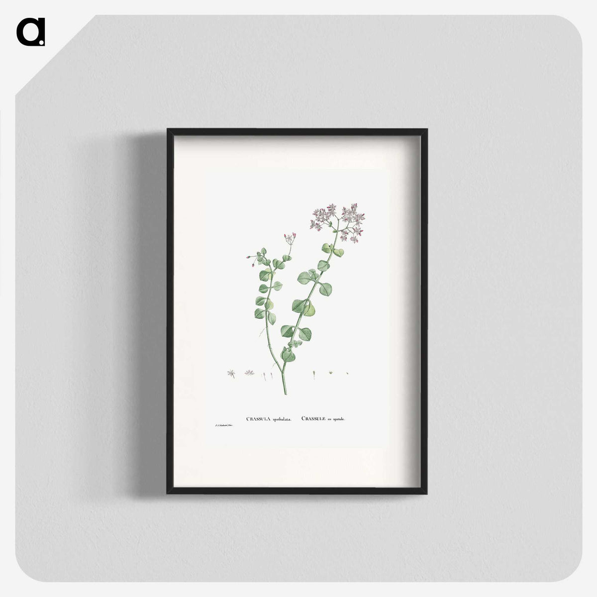 1-73_Histoire-des-Plantes-Grasses_blk