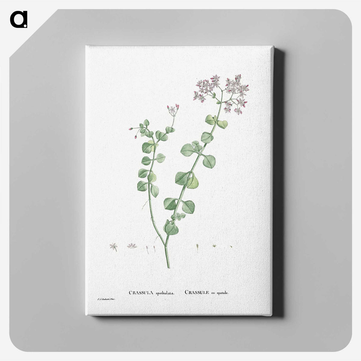 1-73_Histoire-des-Plantes-Grasses_canvas