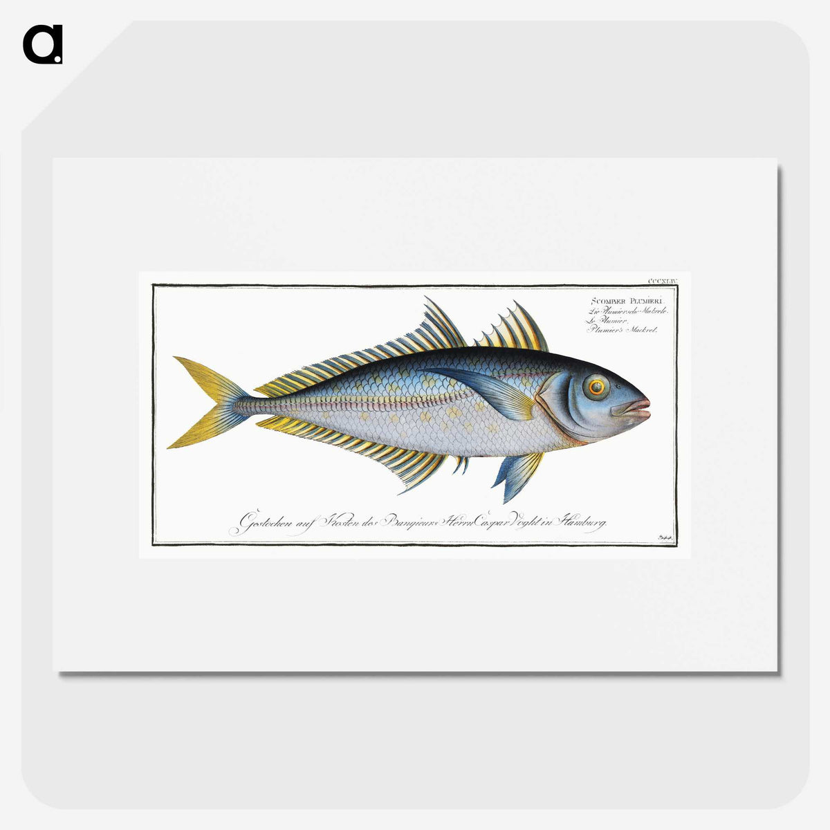 1-73_Ichtyologie-ou-Histoire-naturelle_picture