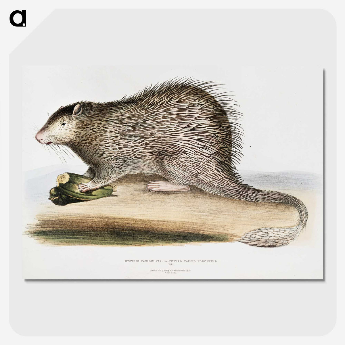 1-73_Indian-Zoology_picture-crop