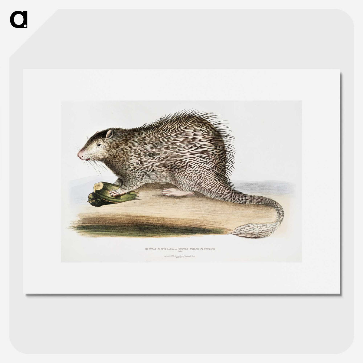 1-73_Indian-Zoology_picture